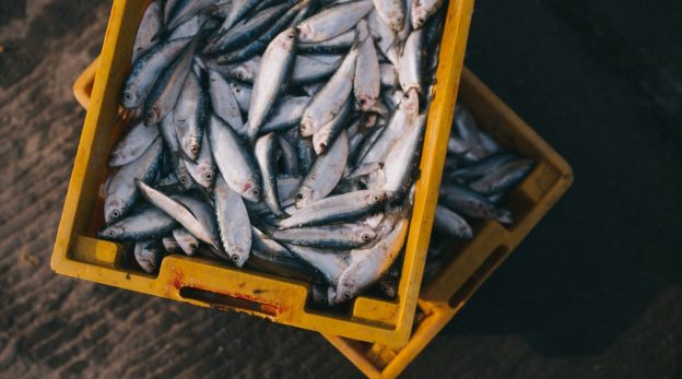 criação de peixes como fazer tanque de peixe com lona