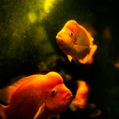 Aerador para Tanque de Peixe