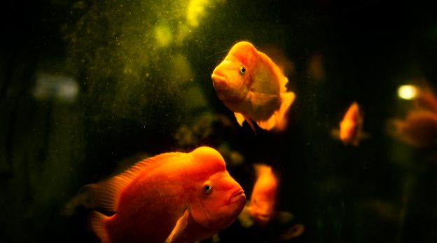 Aerador para Tanque de Peixe
