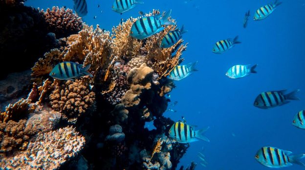 Criação de Peixe em Tanque