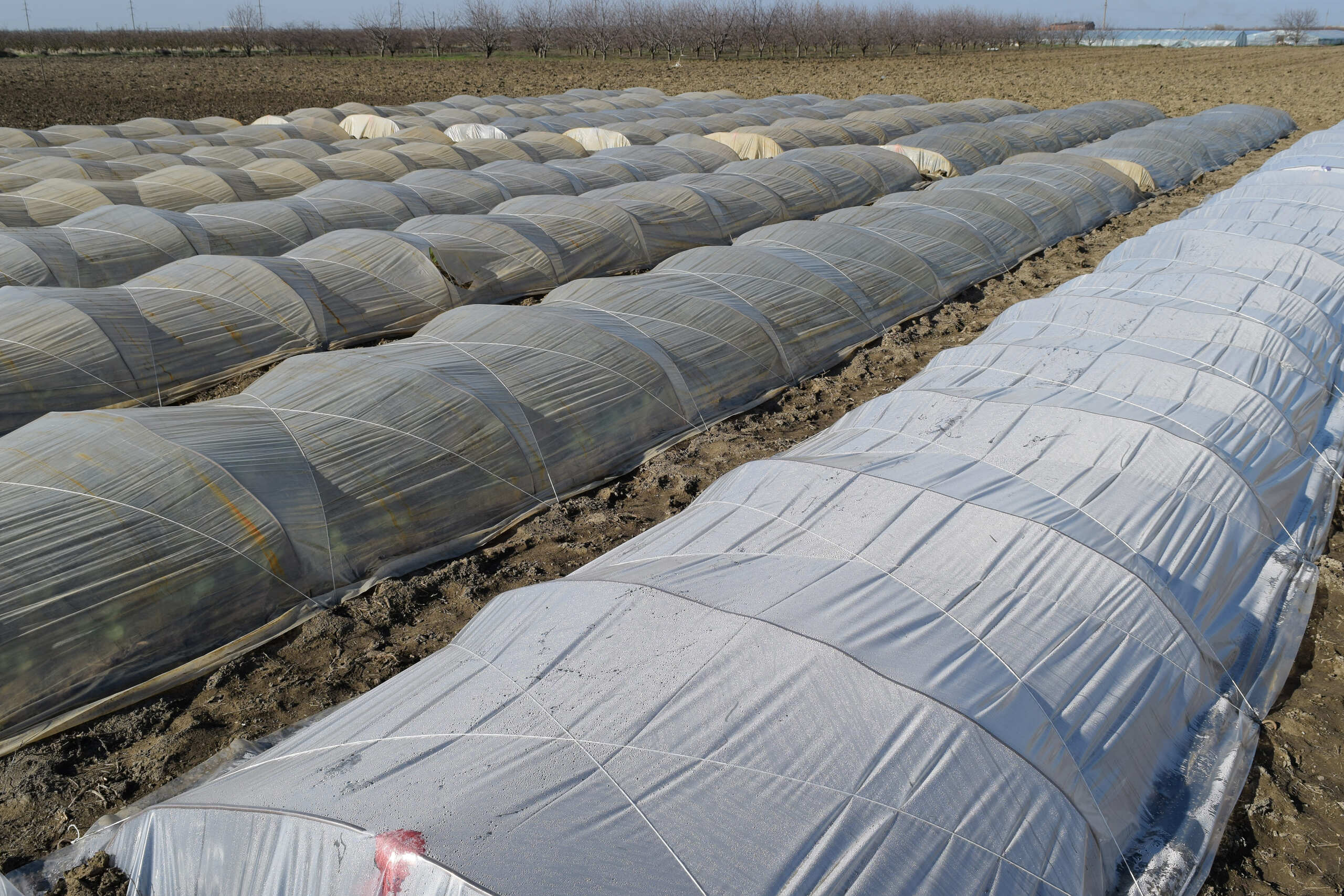 Lona plástica utilizada na agricultura para cobertura de lavouras, auxiliando na proteção contra umidade, variações climáticas e no aumento da produtividade