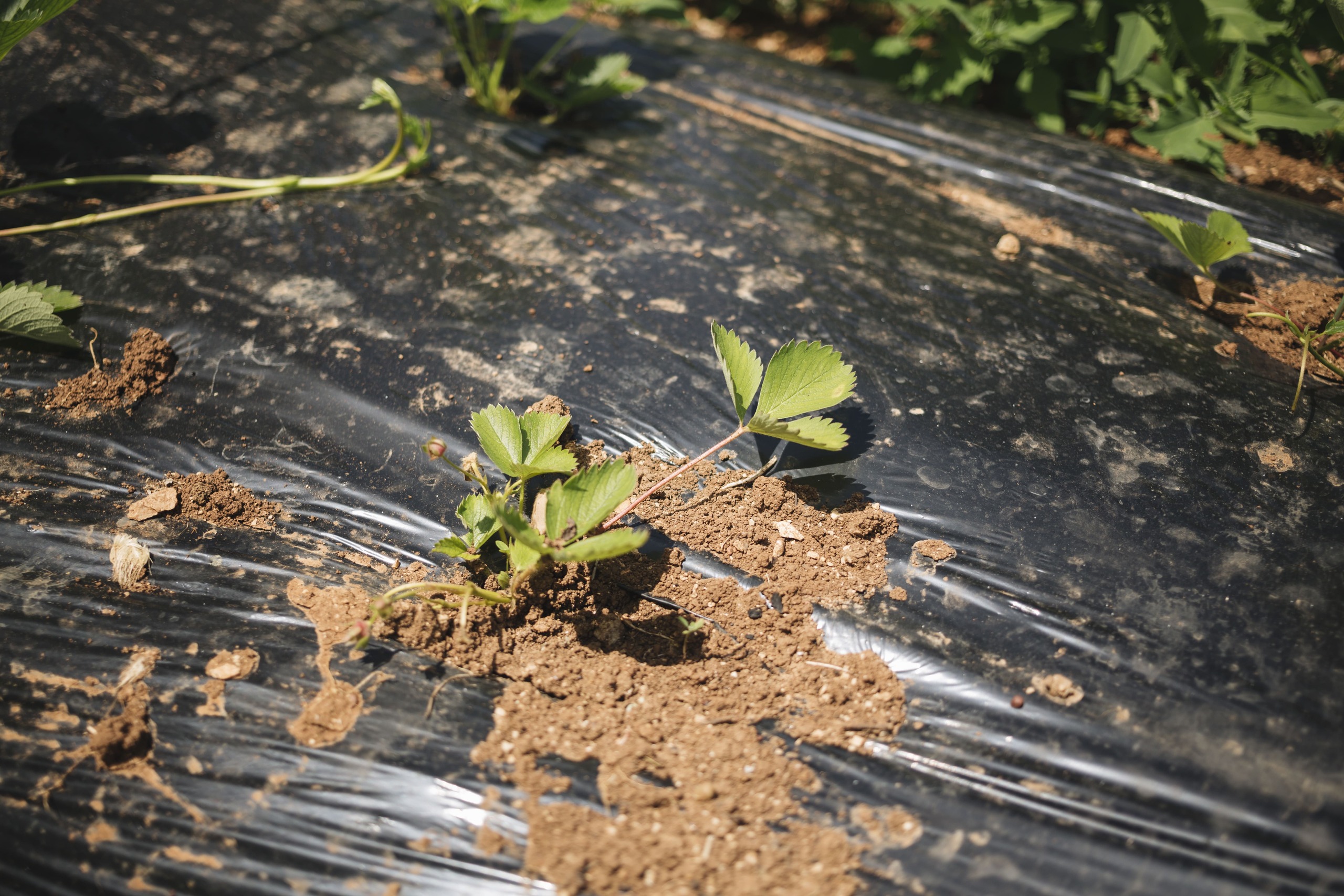 Lona para agronegócio utilizada na proteção do solo e cultivo agrícola em plantação no campo